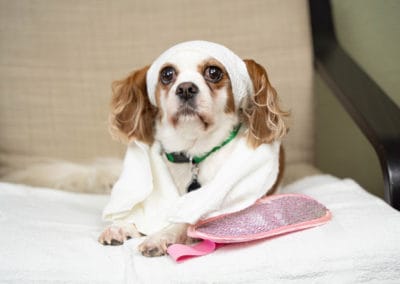 Curry Agency Dog Photography